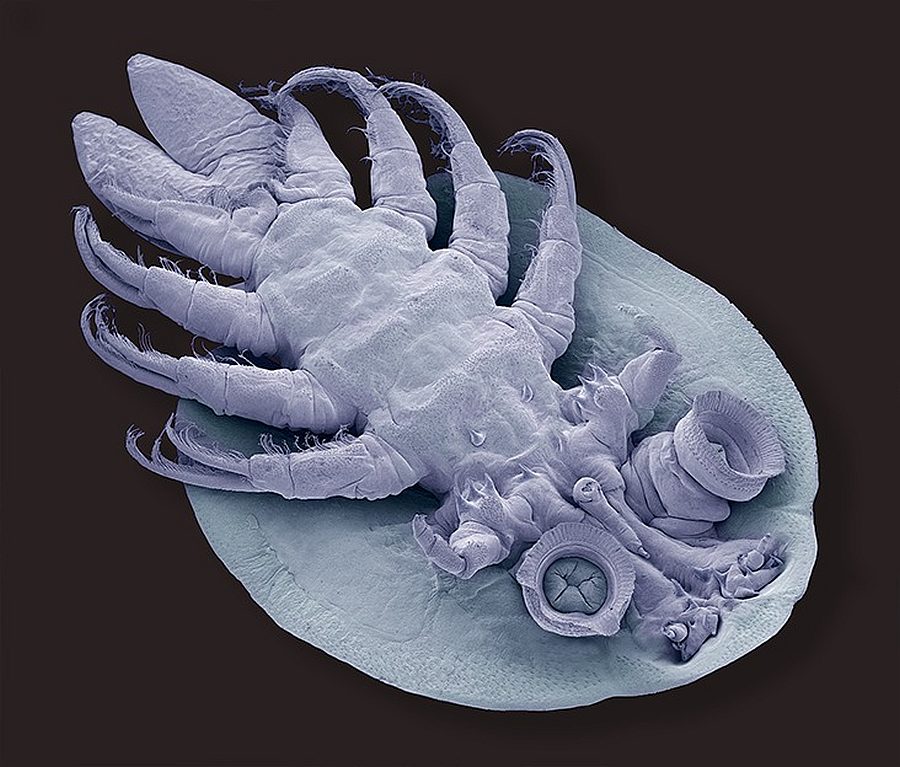 Specjalne wyróżnienie - "Rybia wesz". Wykonane za pomocą mikroskopu elektronowego zdjęcie Brytyjczyka Steve'a Gschmeissnera.