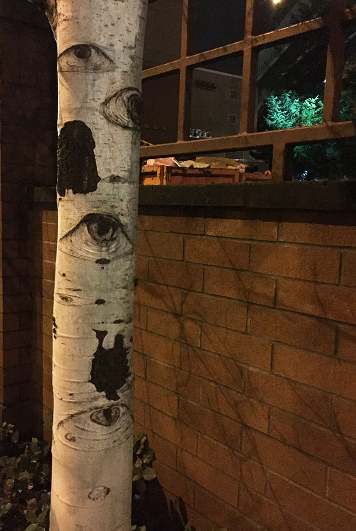 Tak jak wspomniałem, drzewa mają oczy (fot. lekartofdanger)